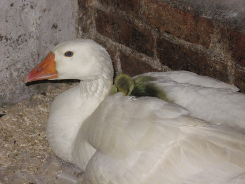 Chalkhouse Green Farm